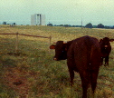 Cows Protect Guidestones