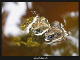 The Frogs